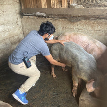 Cargar imagen en el visor de la galería, DETECTOR DE PREÑEZ