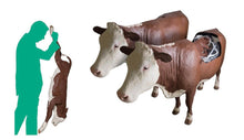 Cargar imagen en el visor de la galería, SIMULADOR DE DISTOCIA BOVINA HEREFORD