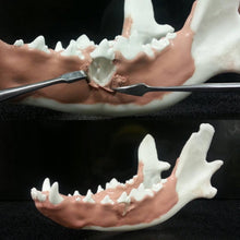 Cargar imagen en el visor de la galería, SIMULADORA DE OPERACIÓN DENTARIA CANINA