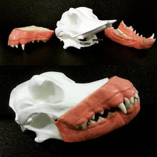 Cargar imagen en el visor de la galería, SIMULADORA DE OPERACIÓN DENTARIA CANINA